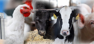 Bienvenue sur notre site web officiel